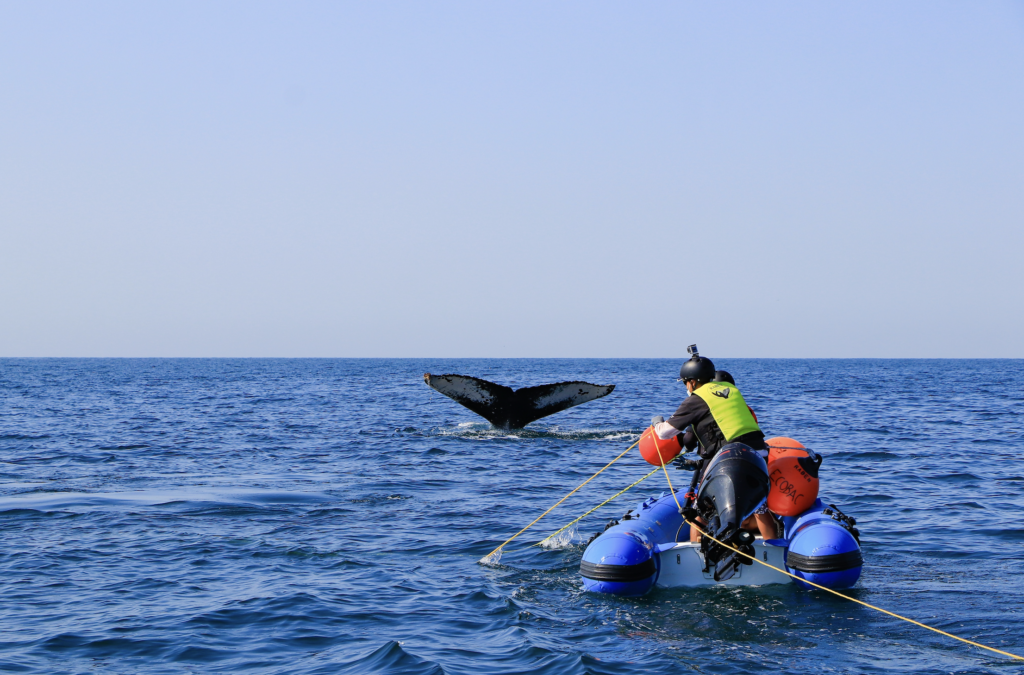 Día Mundial de los Océanos: un compromiso con el medio ambiente